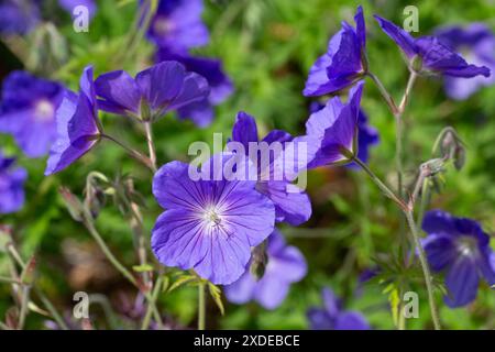 Primo piano di fiori di gru Geranium 'Orion' in un giardino all'inizio dell'estate Foto Stock