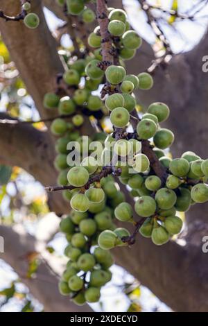 Ficus carica. Fichi crudi verdi appesi al ramo dell'albero dei fichi. I frutti crescono nella natura selvaggia. Foto Stock