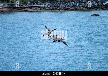Stormo di oche canadesi che volano migrano sul lago d'acqua blu nel parco pubblico del Canada Foto Stock