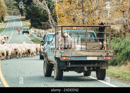 Pastore che allevava pecore sulla strada in stalla dopo averle rilasciate per pascolare in campagna Foto Stock