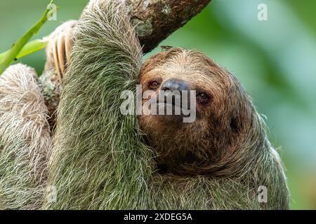 Il bradipo a gola bruna (Bradypus variegatus) è una specie di bradipo a tre dita che si trova nel regno neotropico dell'America centrale e meridionale Foto Stock