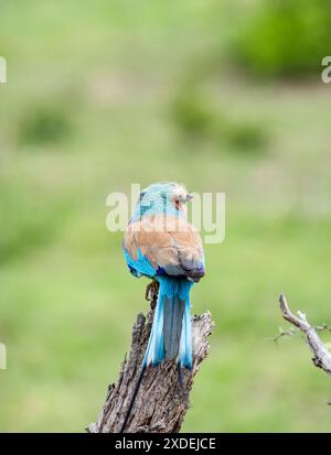 Retro e coda del rullo europeo, uccello colorato su ramo asciutto, sfondo verde. Sudafrica, safari nel Kruger National Park. piccolo uccello multicolore. Animali selvatici. Rullo comune, Coracias garrulus Foto Stock