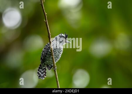 Barred Antshrike - Thamnophilus doliatus seduto sul branco in Costa Rica Foto Stock