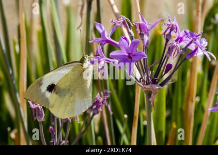 una farfalla bianca selvaggia su un fiore di lavanda nel giardino Foto Stock