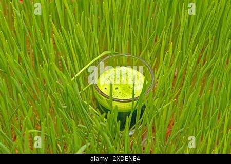 Piccolo bicchiere con erba di frumento all'interno di un prato verde Foto Stock