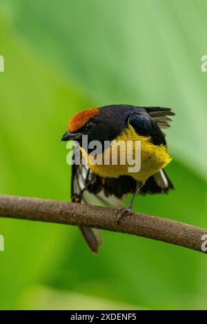 Bellissima Euphonia (Euphonia anneae) con il tetto di Tawny arroccata su un ramo d'albero., Costa Rica Foto Stock