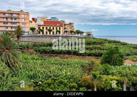 Piantagione di banane accanto alle case sull'isola tropicale di la Palma, Isole Canarie, Spagna. Foto Stock