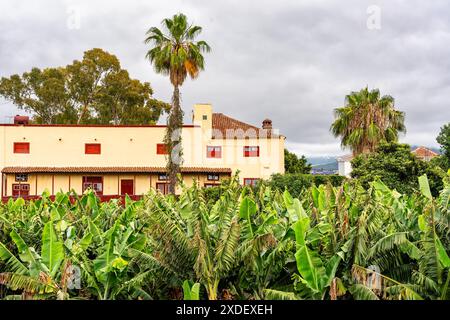 Piantagione di banane accanto alle case sull'isola tropicale di la Palma, Isole Canarie, Spagna. Foto Stock