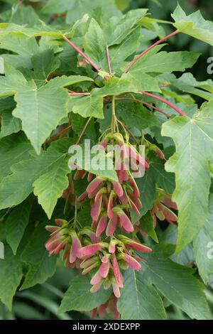 Acero di Sycamoro (Acer pseudoplatanus), frutteto, Meclemburgo-Pomerania occidentale, Germania Foto Stock