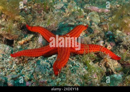 Stelle marine di colore arancione (Hacelia attenuata) su un fondale roccioso. Sito di immersione riserva marina Cap de Creus, Rosas, Costa Brava, Spagna, Mar Mediterraneo Foto Stock