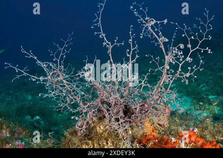 Grande organismo corallino, cesto stellato mediterraneo (Astrospartus mediterraneus), con rami ramificati sul fondo marino. Sito di immersione protetto dal mare Foto Stock