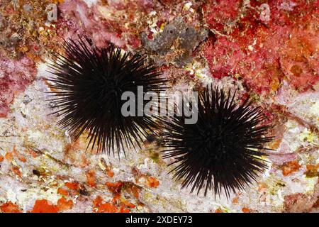 Due esemplari di ricci di mare nero (Arbacia lixula) aggrappati a una roccia sott'acqua. Sito di immersione riserva marina Cap de Creus, Rosas, Costa Brava, Spagna Foto Stock