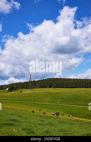 Piccola turbina eolica in un paesaggio prato con mucche da latte marroni sotto un cielo blu con nuvole di cumulus a Furtwangen im Black Forest, Foresta Nera Foto Stock