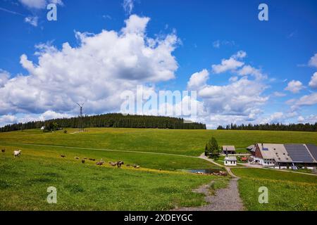 Piccola turbina eolica e fattoria in un paesaggio prato sotto un cielo blu con nuvole di cumulus a Furtwangen im Black Forest, Foresta Nera, Foresta Nera Foto Stock