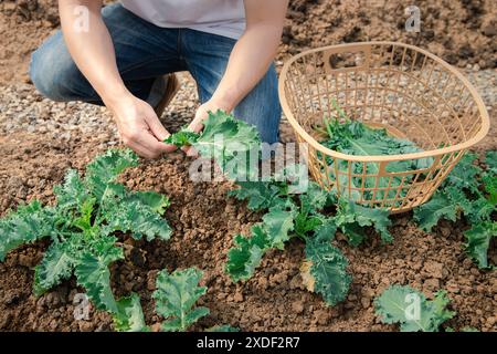 Mani di un uomo che raccoglie un broccoli dalla pianta. Ortaggi biologici in fattoria vivaio. Foto Stock