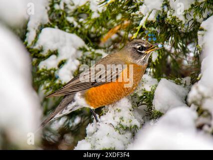 Robin americano (Turdus migratorius) che si nutre di bacche di ginepro in un albero innevato durante l'inverno, fotografato in Colorado. Foto Stock