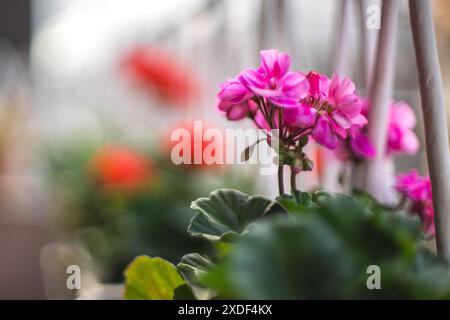 Primo piano di vivaci fiori di geranio rosa e rosso in un giardino, che mostra la loro bellezza naturale e il sereno ambiente all'aperto. Foto Stock