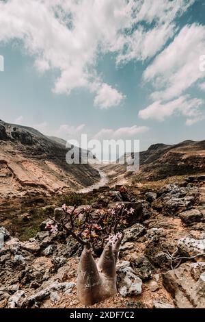 Splendida vista di una rosa del deserto (Adenium obesum) in piena fioritura a Wadi Dirhur, Socotra, Yemen, che mostra la flora unica contro un suggestivo monte Foto Stock