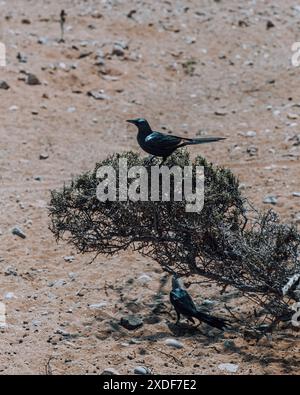 Un paio di uccelli neri arroccati su un arbusto nell'arido paesaggio della Laguna di Detwah, Socotra, Yemen Foto Stock