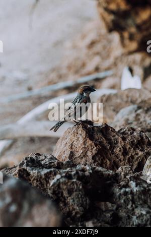 Un piccolo uccello arroccato su una superficie rocciosa nella Laguna di Detwah, Socotra, Yemen. Foto Stock