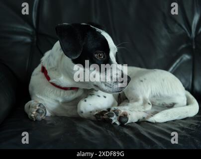 Grazioso piccolo cane bianco di razza mista con un'ampia macchia nera sulla testa appoggiata su un divano Foto Stock