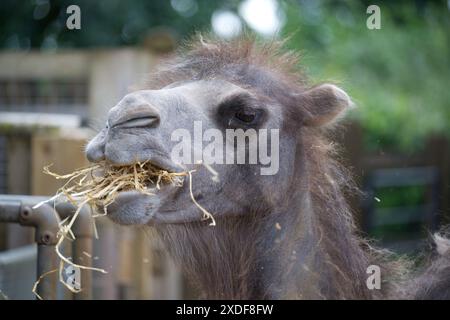 Un cammello battriano che mangia fieno Foto Stock