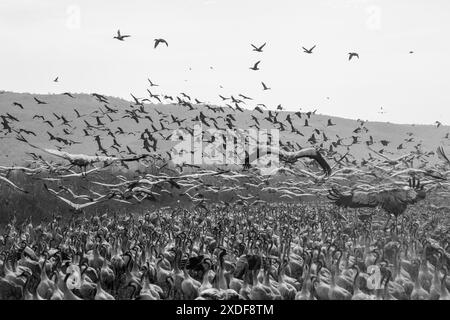 Gru comune (Grus grus) grande raccolta di gru a Hula Valley, Israele. Foto Stock