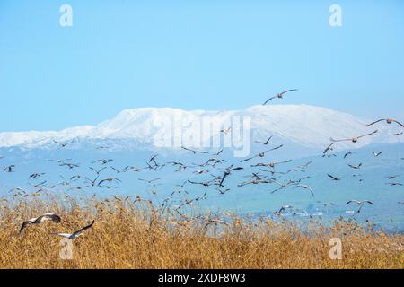 Gru comune (Grus grus) sullo sfondo Monte Hermon Foto Stock