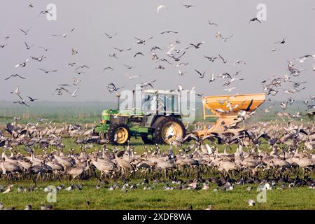 Gru comune (Grus grus) che alimentano gru con mais nella valle di Hula in Israele Foto Stock