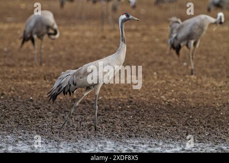 Gru comune (grus grus) Foto Stock