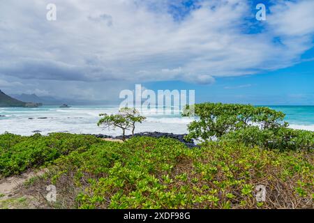 Una vista panoramica dell'oceano da una spiaggia con alberi in primo piano Foto Stock