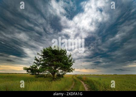 Albero solitario nei campi lungo la strada con nuvole scure Foto Stock