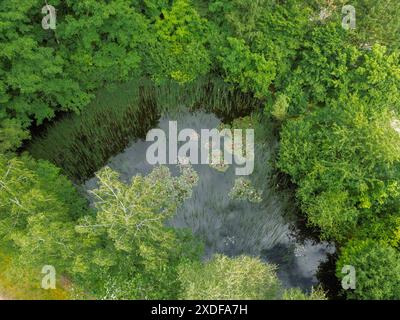 Seerosen im Teich von oben aufgenommen, Luftaufnahme 22.06.2024 Niedersachsen, Rotenburg Wümme - Teich mit Seerosen und Gräsern, Froschteich, Luftaufnahme, von oben, Natur, Wasser Rotenburg Wümme Niedersachsen Deutschland *** Gigli d'acqua nello stagno prese dall'alto, vista aerea 22 06 2024 bassa Sassonia, stagno Rotenburg Wümme con ninfee e erbe, stagno delle rane, vista aerea, dall'alto, natura, Water Rotenburg Wümme bassa Sassonia Germania Foto Stock