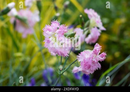 Una collezione di deliziosi fiori rosa e bianchi accompagnati da quelli gialli in lontananza, con varie parole chiave come fiore, pianta, petalo e mo Foto Stock