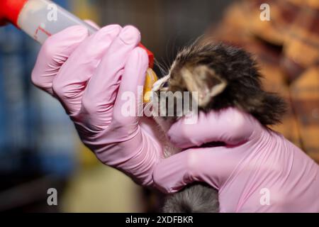 Una persona vestita di guanti rosa sta imbottigliando un minuscolo gattino, un membro della famiglia Felidae, mostrando un gesto nutriente verso il piccolo carnivore Foto Stock