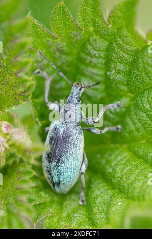 Cetola (Phyllobius pomaceus), piccolo scarabeo verde su una ortica, Regno Unito Foto Stock