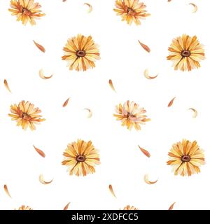Motivo senza cuciture con fiori e petali di calendula su sfondo bianco. Foto Stock