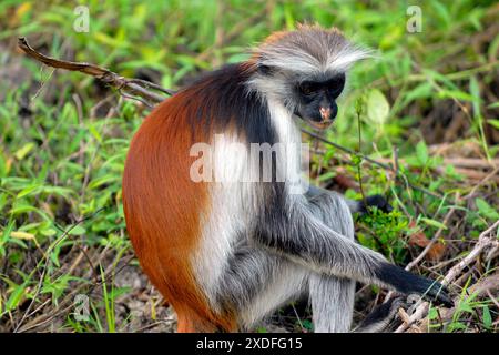 Africa Tanzania Zanzibar Piliocolobus kirkii scimmie dalla schiena rossa una specie endemica diffusa principalmente nella foresta di Jozani Foto Stock