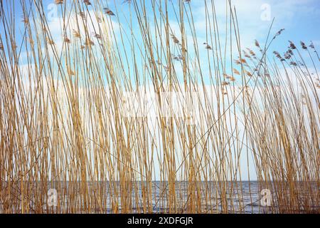 Reed vicino al lago, sfondo naturale, concentrazione selettiva. Foto Stock