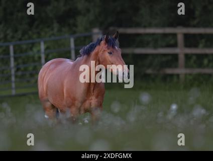 Una vita naturale. Un bel pony Connemara della baia, felice in piedi e pascolando tra le belle margherite Oxeye in campo. Suffolk Regno Unito Foto Stock
