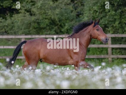Una vita naturale. Uno splendido pony Connemara della baia , che si trova a trottare tra le bellissime margherite Oxeye nel campo . Suffolk Regno Unito Foto Stock