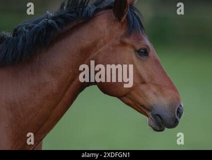 Un colpo alla testa di pony Connemara nativo di smart Bay. mostra i dettagli della sua testa, del collo e della criniera, su uno sfondo chiaro. Suffolk, Regno Unito Foto Stock