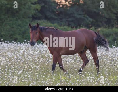 Un pony nativo ben allevato del Connemara , felice camminando tra le belle latterie Oxeye fuori nel campo con il suo cibo naturale , erba . Suffolk Regno Unito Foto Stock
