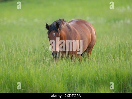 Rischio di laminite? Un pony nativo ben allevato Connemara , felicemente pascolando in campo con il suo cibo naturale , erba . Suffolk, Regno Unito Foto Stock