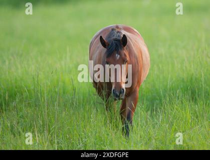 Rischio di laminite? Un pony nativo ben allevato del Connemara, felicemente pascolato sul campo con il suo cibo naturale, erba Suffolk, Regno Unito Foto Stock