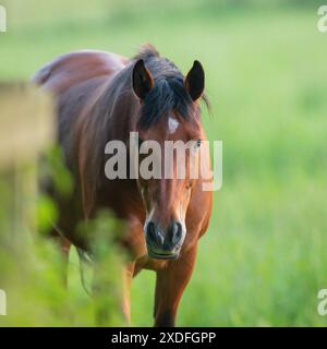 Un pony nativo ben allevato del Connemara, felicemente pascolato sul campo con il suo cibo naturale, erba Suffolk, Regno Unito Foto Stock