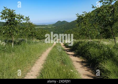 Un sentiero sterrato si snoda attraverso un giovane frutteto di noci, che conduce verso colline lontane. I lussureggianti alberelli verdi fiancheggiano il sentiero, con fiori selvatici che fioriscono nei bordi erbosi. Foto Stock