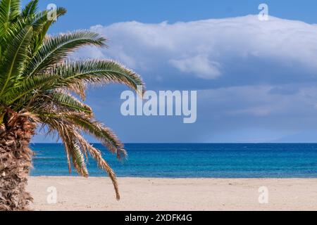 Vista dell'incredibile spiaggia di Magganari e di una palma a iOS in Grecia Foto Stock