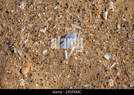 Conchiglie rotte e detriti su una spiaggia Foto Stock