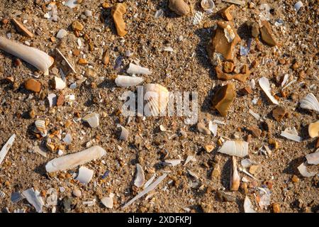 Conchiglie rotte e detriti su una spiaggia Foto Stock